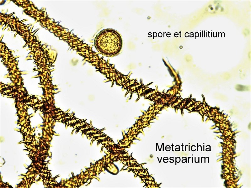 Metatrichia vesparium-amf2224-micro.jpg - Metatrichia vesparium ; Syn1: Hemitrichia vesparium ; Syn2: Stemonitis vesparia ; Nom français: Métatrichie en nid 